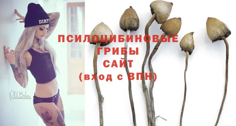 Галлюциногенные грибы Psilocybe  Клин 